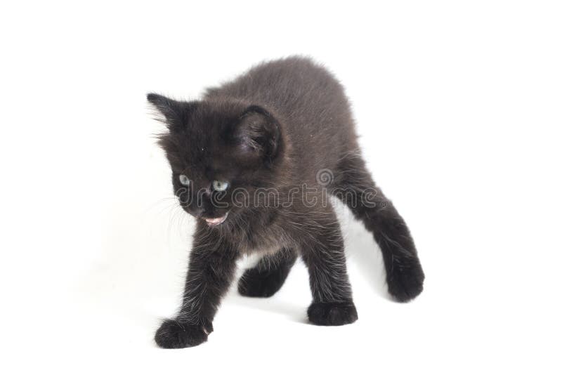Schwarze Cat Kitten Mixed-Breed, isoliert auf Weiß stockbilder