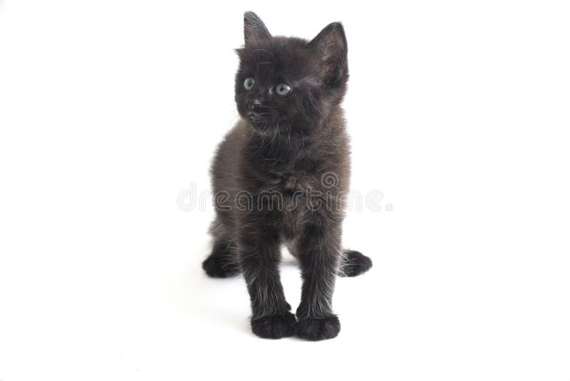 Schwarze Cat Kitten Mixed-Breed, isoliert auf Weiß lizenzfreie stockfotos