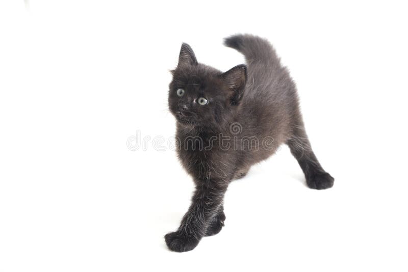 Schwarze Cat Kitten Mixed-Breed, isoliert auf Weiß lizenzfreie stockfotografie