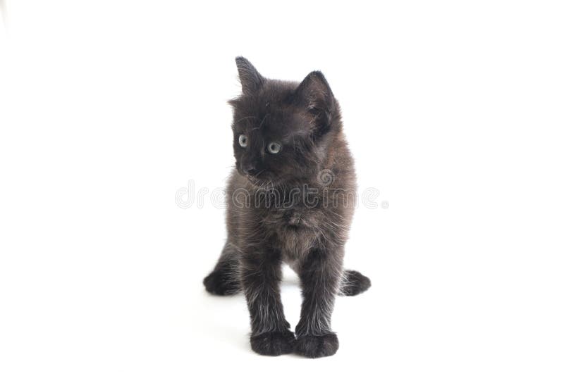 Schwarze Cat Kitten Mixed-Breed, isoliert auf Weiß lizenzfreies stockfoto