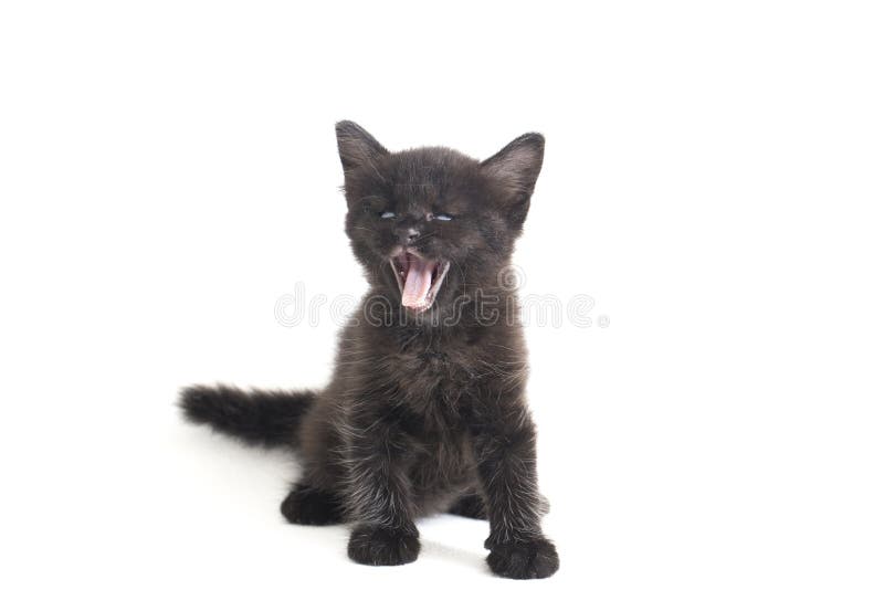 Schwarze Cat Kitten Mixed-Breed, isoliert auf Weiß lizenzfreies stockfoto