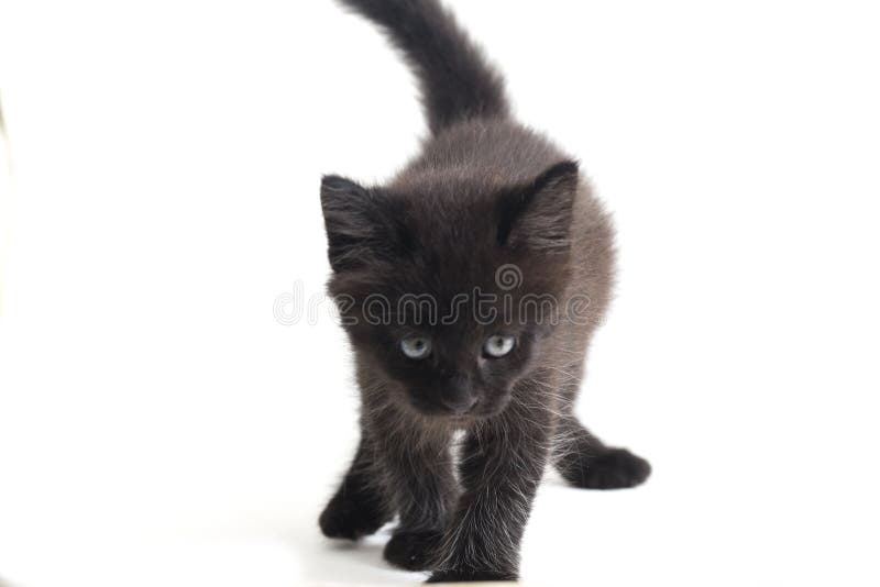 Schwarze Cat Kitten Mixed-Breed, isoliert auf Weiß stockfotos