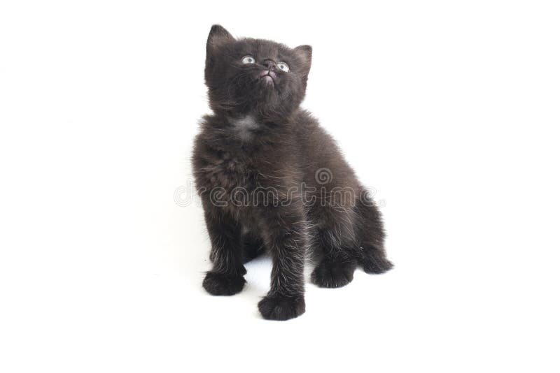 Schwarze Cat Kitten Mixed-Breed, isoliert auf Weiß stockfotos