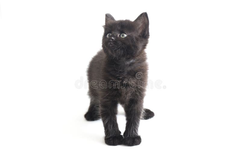 Schwarze Cat Kitten Mixed-Breed, isoliert auf Weiß stockbild