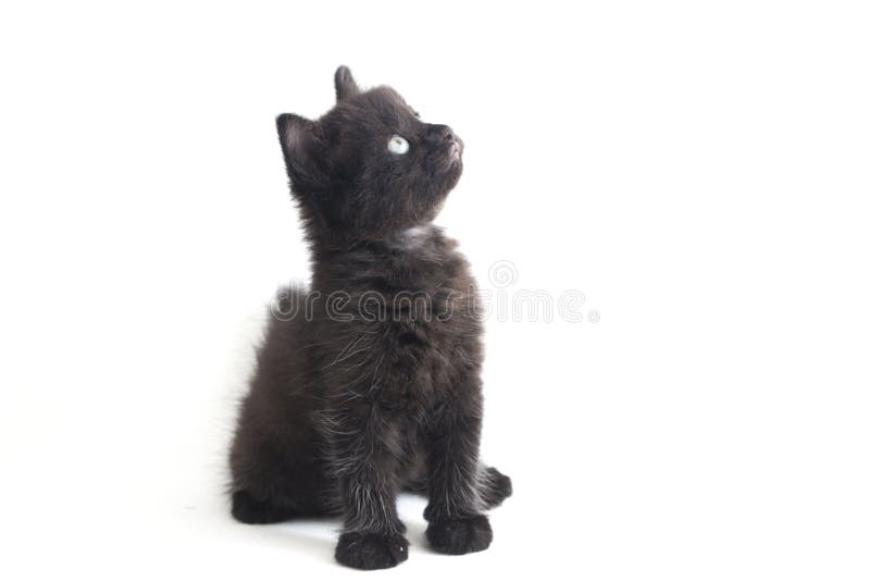 Schwarze Cat Kitten Mixed-Breed, isoliert auf Weiß stockfotos