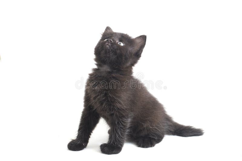 Schwarze Cat Kitten Mixed-Breed, isoliert auf Weiß lizenzfreie stockfotos