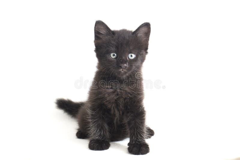 Schwarze Cat Kitten Mixed-Breed, isoliert auf Weiß stockbild