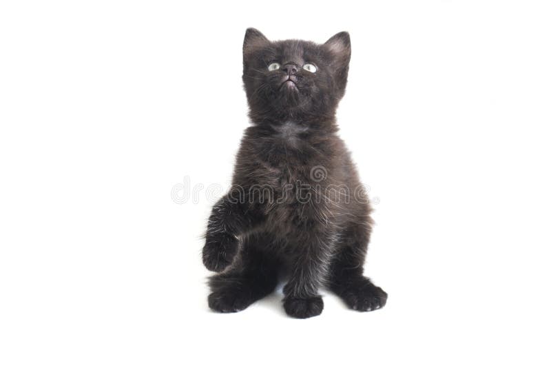 Schwarze Cat Kitten Mixed-Breed, isoliert auf Weiß lizenzfreie stockbilder