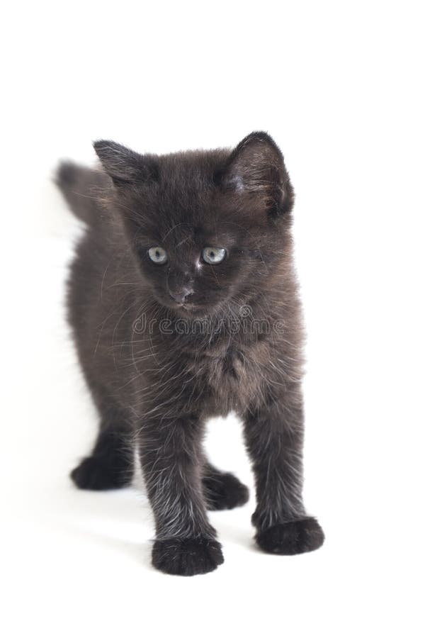 Schwarze Cat Kitten Mixed-Breed, isoliert auf Weiß lizenzfreie stockbilder