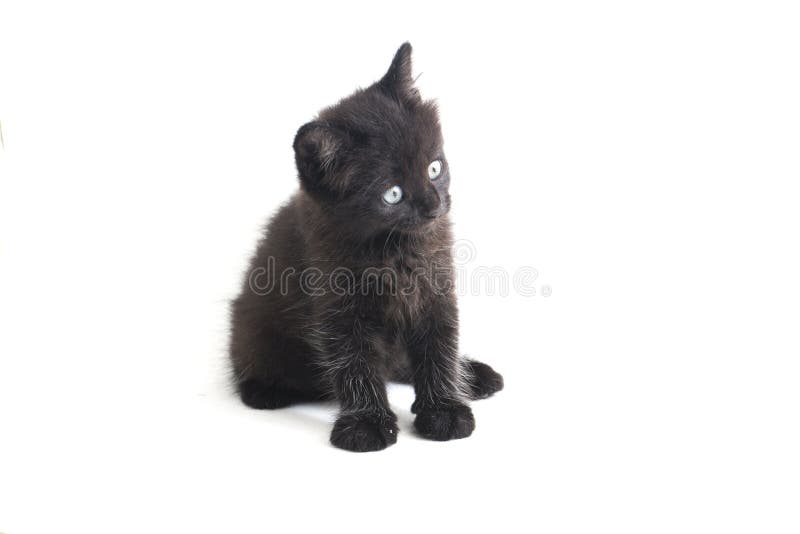 Schwarze Cat Kitten Mixed-Breed, isoliert auf Weiß stockfotos