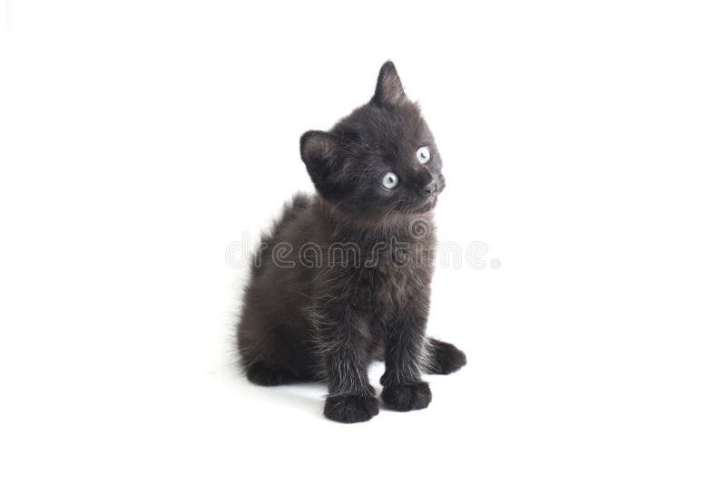 Schwarze Cat Kitten Mixed-Breed, isoliert auf Weiß stockfotografie