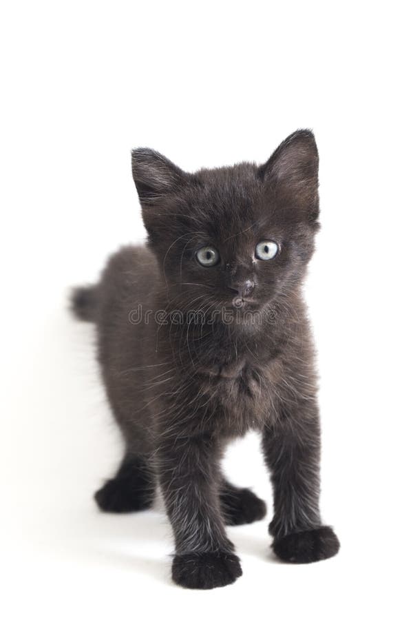 Schwarze Cat Kitten Mixed-Breed, isoliert auf Weiß lizenzfreie stockbilder