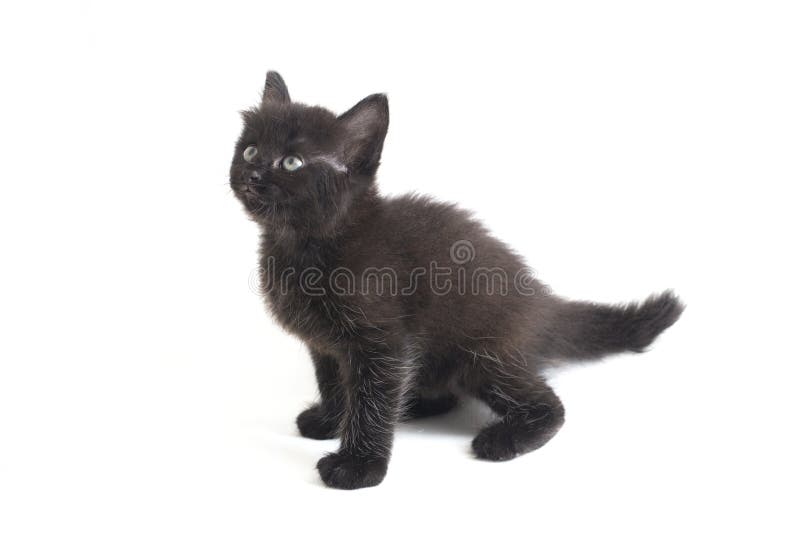 Schwarze Cat Kitten Mixed-Breed, isoliert auf Weiß lizenzfreies stockbild