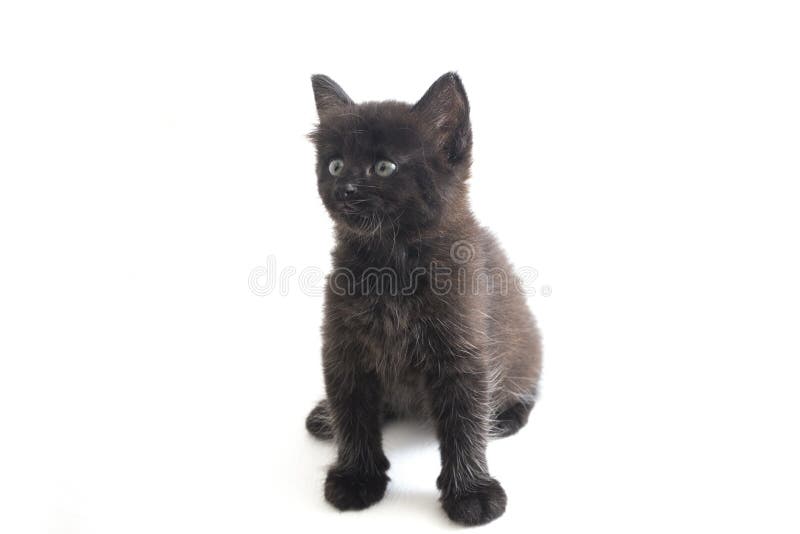 Schwarze Cat Kitten Mixed-Breed, isoliert auf Weiß stockfotos