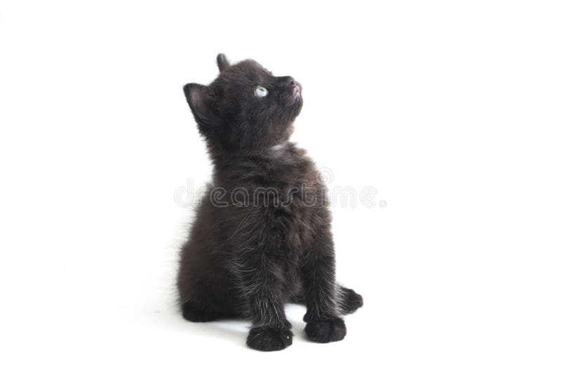 Schwarze Cat Kitten Mixed-Breed, isoliert auf Weiß lizenzfreie stockfotografie