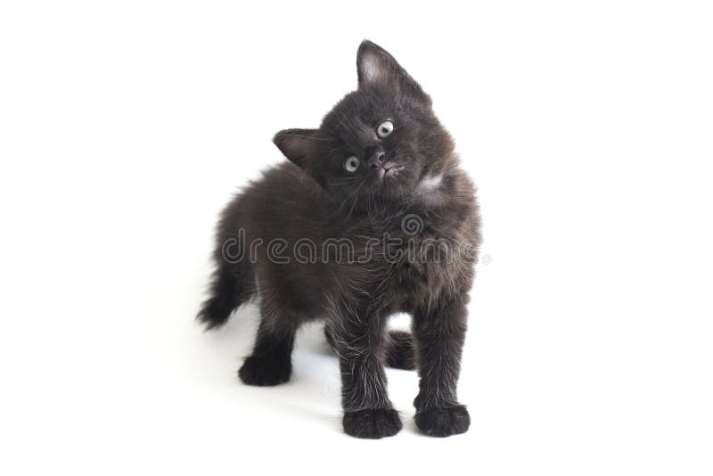 Schwarze Cat Kitten Mixed-Breed, isoliert auf Weiß stockfotos