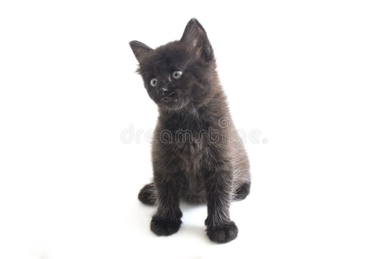 Schwarze Cat Kitten Mixed-Breed, isoliert auf weißem Hintergrund