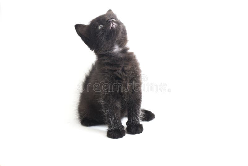 Schwarze Cat Kitten Mixed-Breed, isoliert auf Weiß stockfotografie
