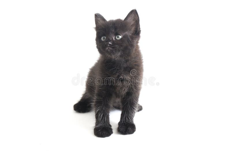 Schwarze Cat Kitten Mixed-Breed, isoliert auf Weiß stockfoto