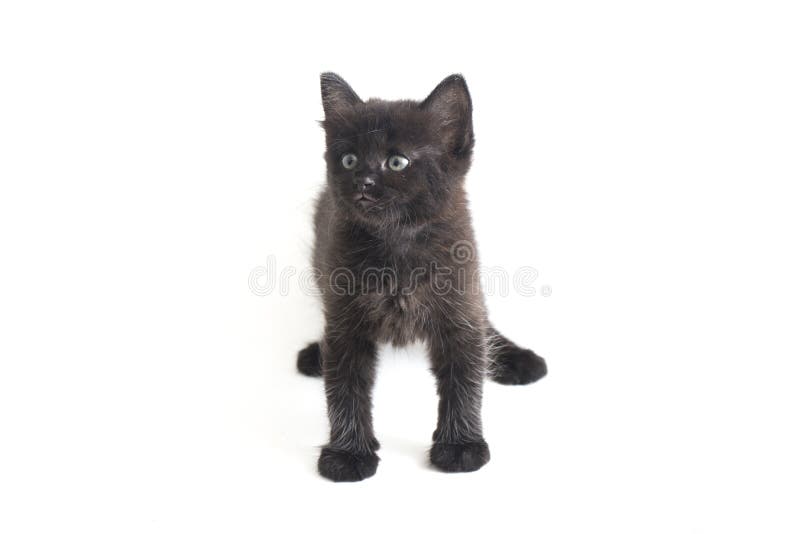 Schwarze Cat Kitten Mixed-Breed, isoliert auf Weiß stockfotografie