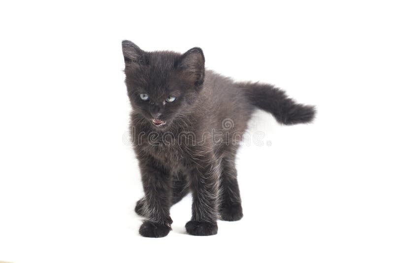 Schwarze Cat Kitten Mixed-Breed, isoliert auf Weiß lizenzfreies stockfoto