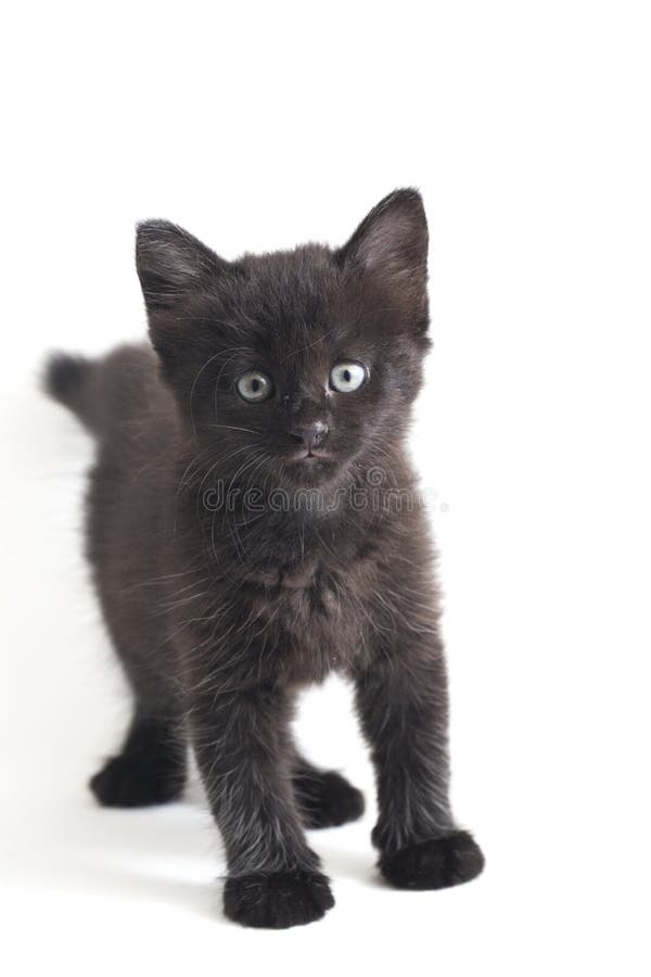 Schwarze Cat Kitten Mixed-Breed, isoliert auf Weiß lizenzfreies stockbild