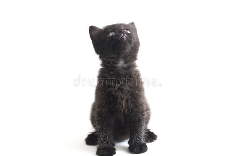 Schwarze Cat Kitten Mixed-Breed, isoliert auf Weiß lizenzfreie stockfotos