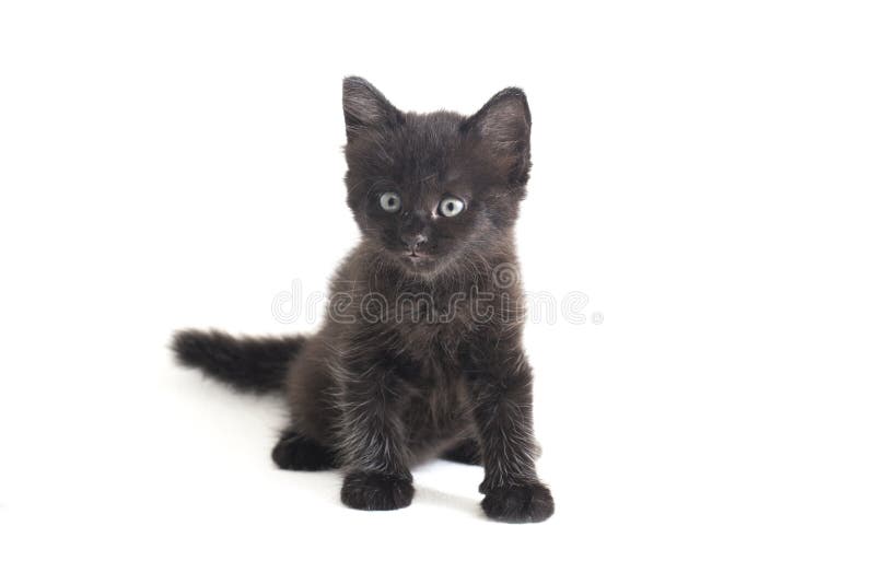 Schwarze Cat Kitten Mixed-Breed, isoliert auf Weiß lizenzfreies stockbild