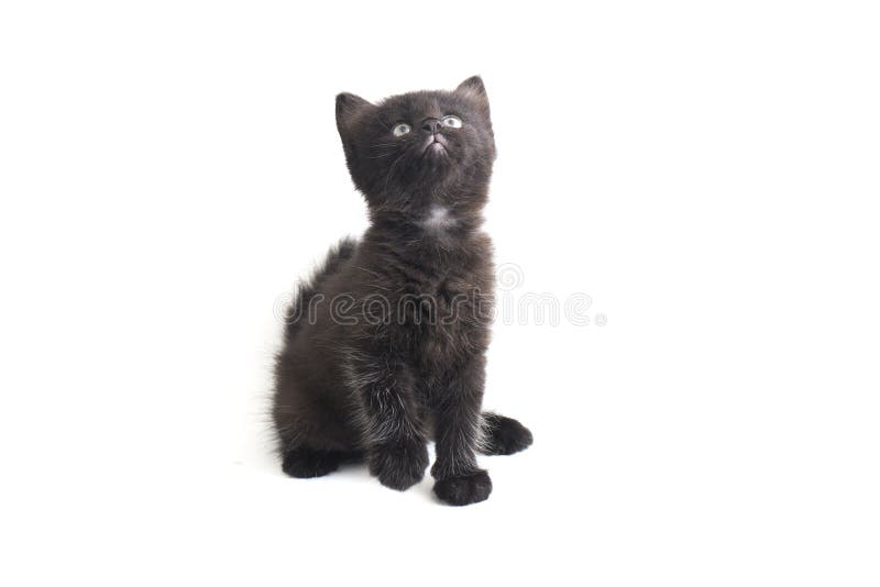 Schwarze Cat Kitten Mixed-Breed, isoliert auf Weiß lizenzfreies stockbild