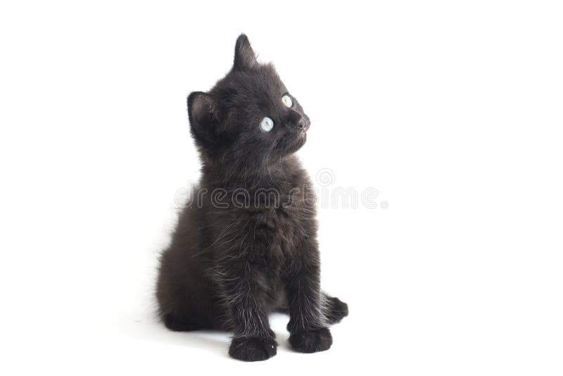 Schwarze Cat Kitten Mixed-Breed, isoliert auf Weiß lizenzfreies stockfoto