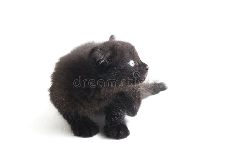 Schwarze Cat Kitten Mixed-Breed, isoliert auf Weiß stockbild