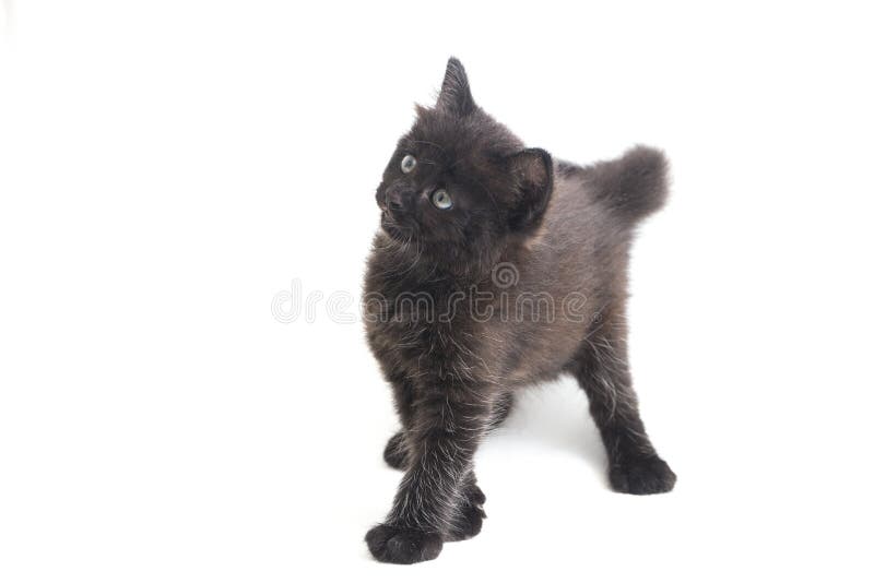 Schwarze Cat Kitten Mixed-Breed, isoliert auf Weiß stockfotos