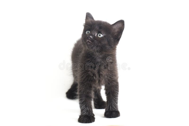 Schwarze Cat Kitten Mixed-Breed, isoliert auf Weiß lizenzfreies stockbild