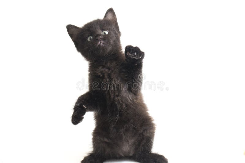 Schwarze Cat Kitten Mixed-Breed, isoliert auf Weiß lizenzfreies stockfoto