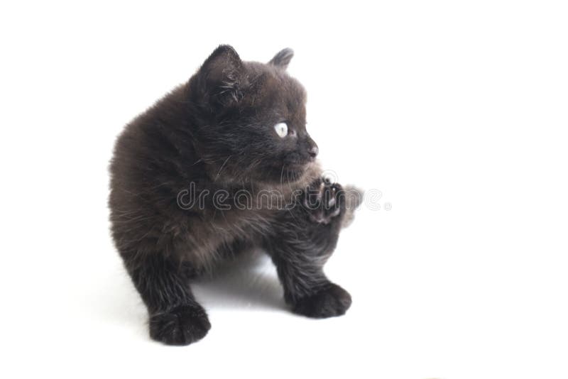 Schwarze Cat Kitten Mixed-Breed, isoliert auf Weiß lizenzfreie stockbilder
