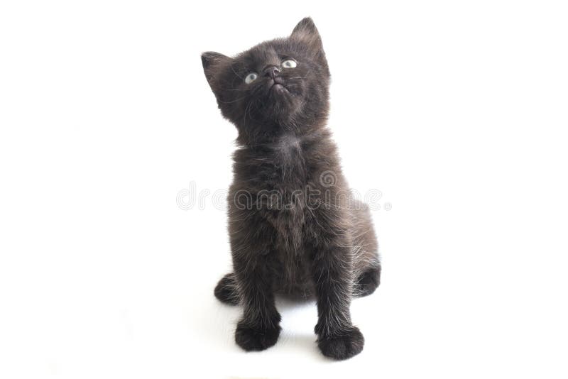 Schwarze Cat Kitten Mixed-Breed, isoliert auf Weiß stockbilder