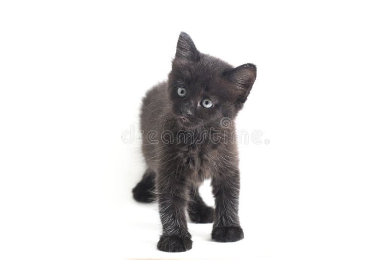 Schwarze Cat Kitten Mixed-Breed, isoliert auf Weiß lizenzfreie stockbilder