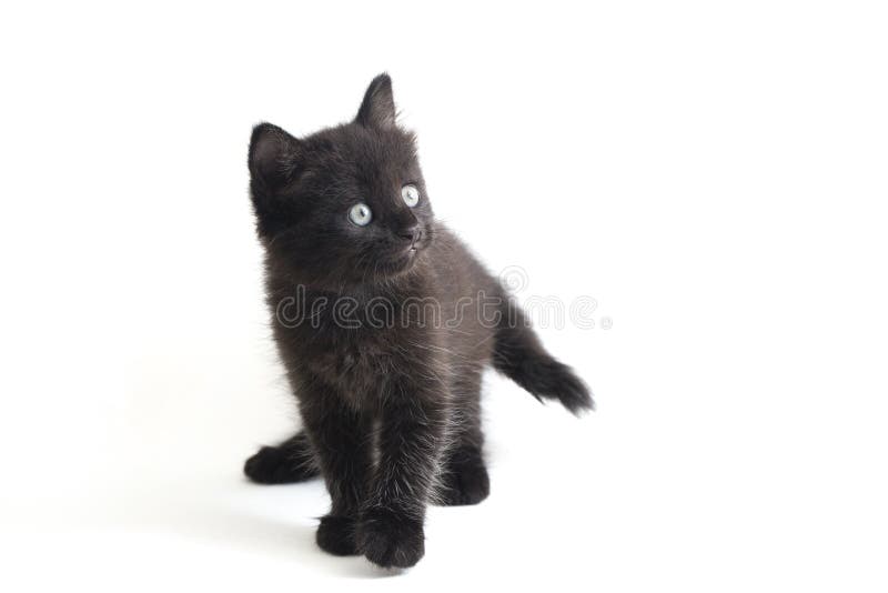 Schwarze Cat Kitten Mixed-Breed, isoliert auf Weiß stockbild