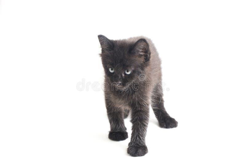 Schwarze Cat Kitten Mixed-Breed, isoliert auf Weiß stockbild