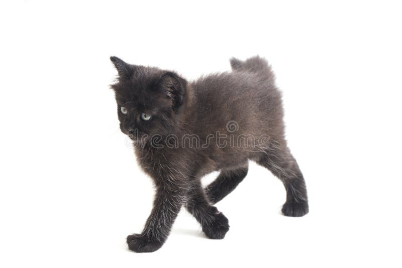 Schwarze Cat Kitten Mixed-Breed, isoliert auf Weiß lizenzfreie stockfotografie