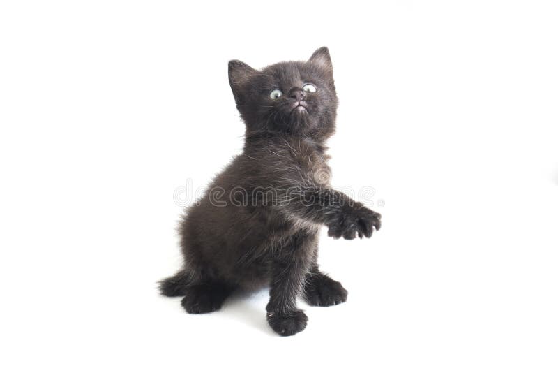Schwarze Cat Kitten Mixed-Breed, isoliert auf Weiß stockfotos