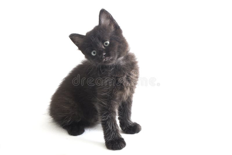 Schwarze Cat Kitten Mixed-Breed, isoliert auf Weiß stockfoto