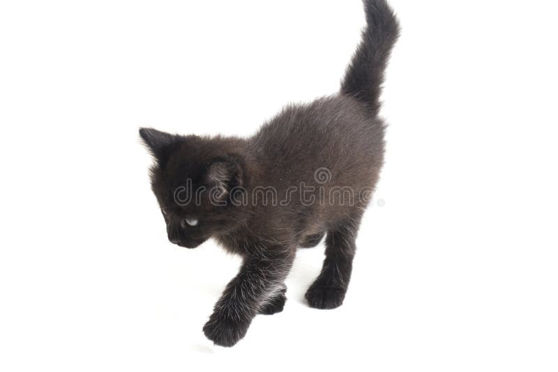 Schwarze Cat Kitten Mixed-Breed, isoliert auf Weiß lizenzfreie stockbilder