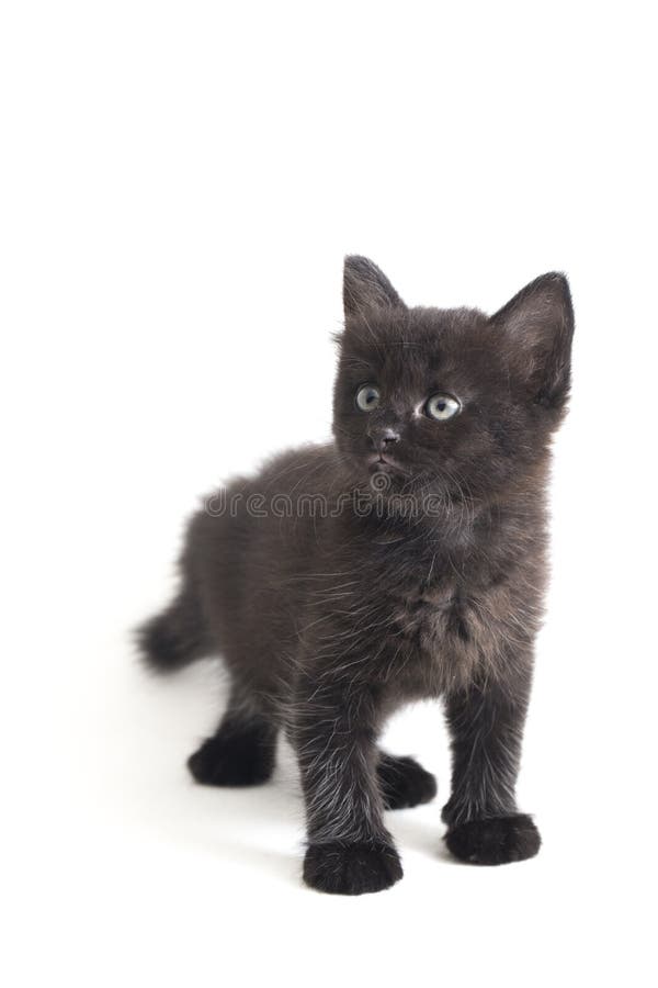 Schwarze Cat Kitten Mixed-Breed, isoliert auf Weiß stockfoto