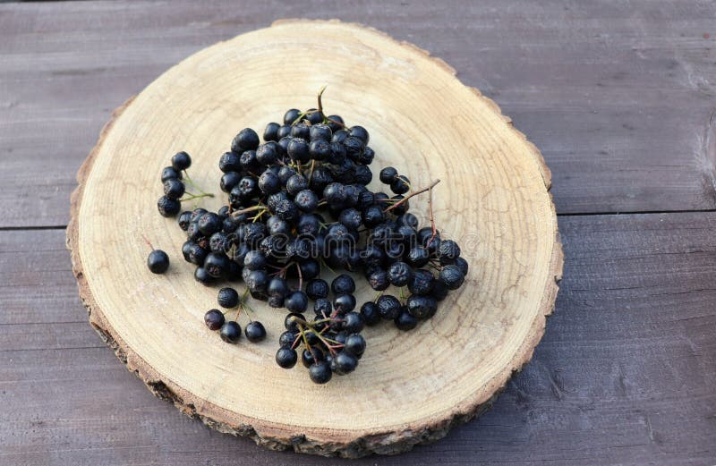 Schwarze Chokeberry Aronia melanocarpa Frischobst auf einer Holzplatte auf einem Holztisch in der Gartenherbsternte.