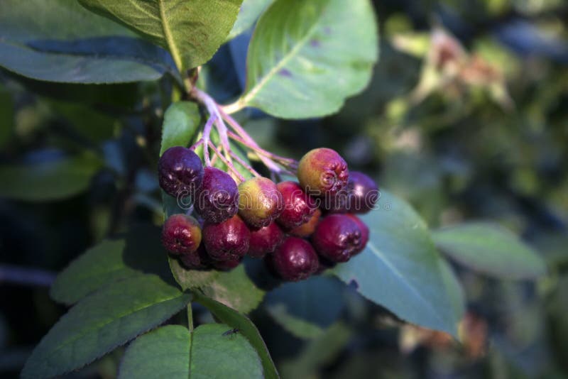 Schwarze Chokeberry Aronia-melanocarpa Frucht im Garten stockfoto Schwarze Chokeberry Aronia-melanocarpa Frucht im Garten stockfoto