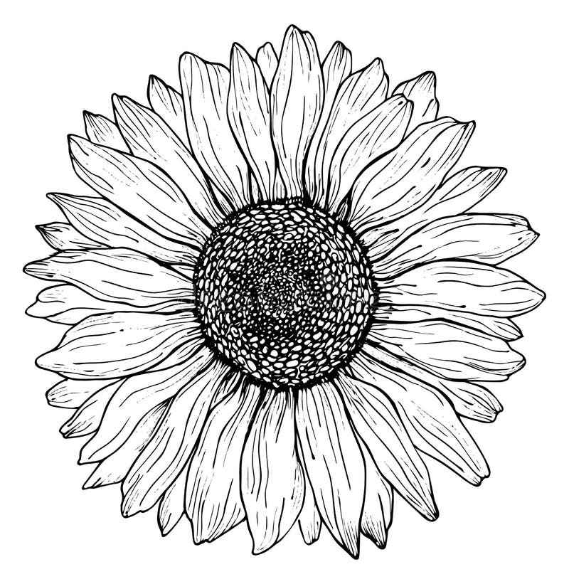 Schwarze Entwurfssonnenblumenlinie Kunst isoliert auf weißem Hintergrund. botanische Vektorillustration der Handzeichnung lizenzfreie abbildung