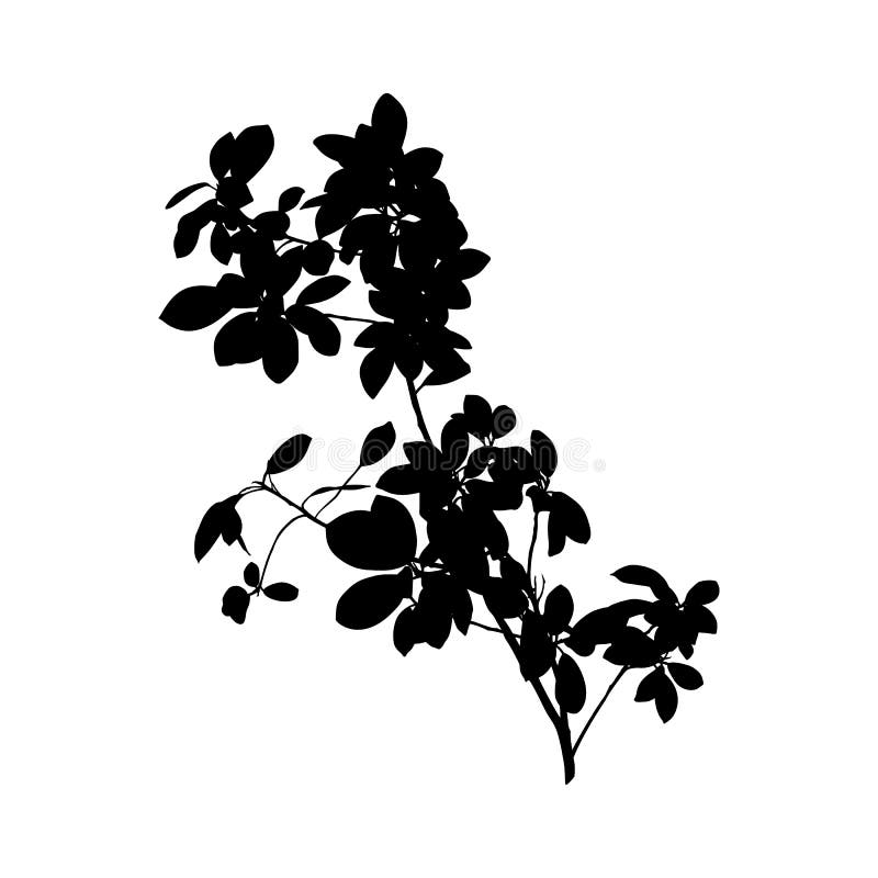 Black Ficus Benjamin plant Silhouette isolated on white background. Vector Illustration. Black Ficus Benjamin plant Silhouette isolated on white background. Vector Illustration.
