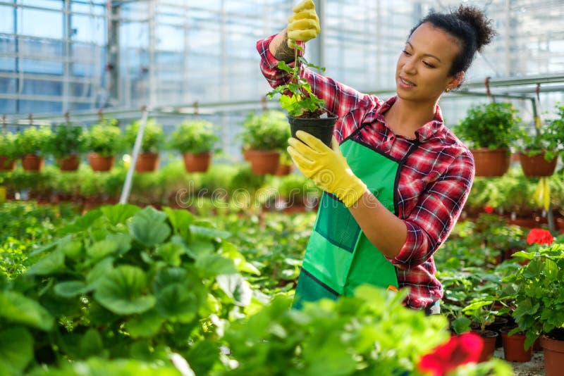 African american working in a botanical garden. African american working in a botanical garden.