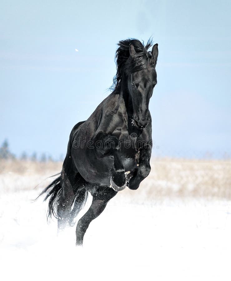 Лошади вытянувшие черные головы и согнувшиеся. Лошадь на дыбах. Черный конь на дыбах. Черная лошадь на дыбах. Конь встал на дыбы.
